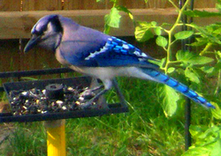 /images/bluebird_250x177.jpg